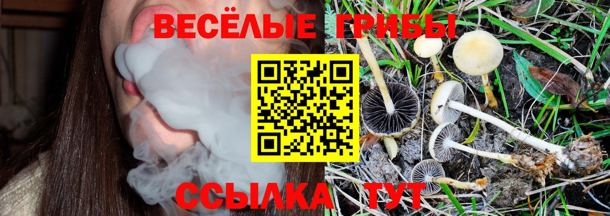 Златоуст  Псилоцибиновые грибы Psilocybe  Вход с VPN 